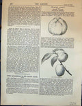 Original Old Antique Print Pyrus Maulei Duffield Fruit Japonica Garden 1878