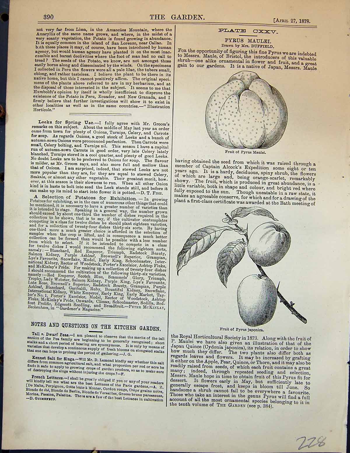 Original Old Antique Print Pyrus Maulei Duffield Fruit Japonica Garden 1878