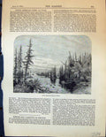 Original Old Antique Print North American Pines Home Trees Garden 1878 19th