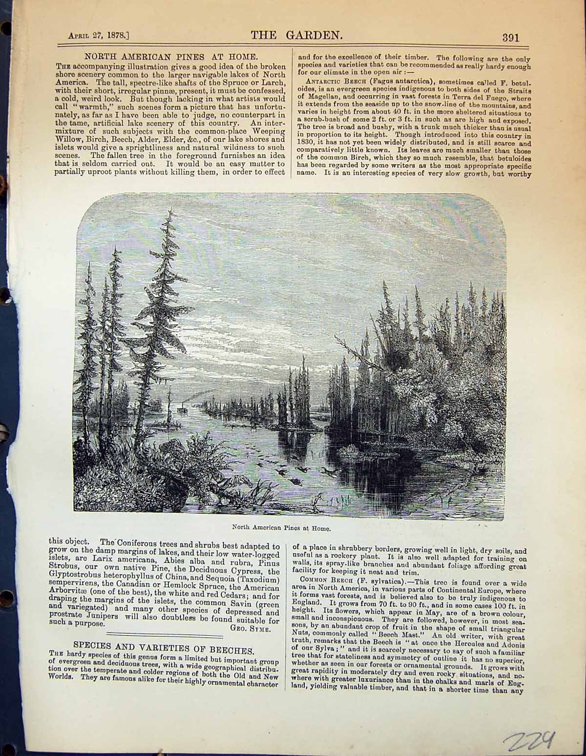 Original Old Antique Print North American Pines Home Trees Garden 1878 19th