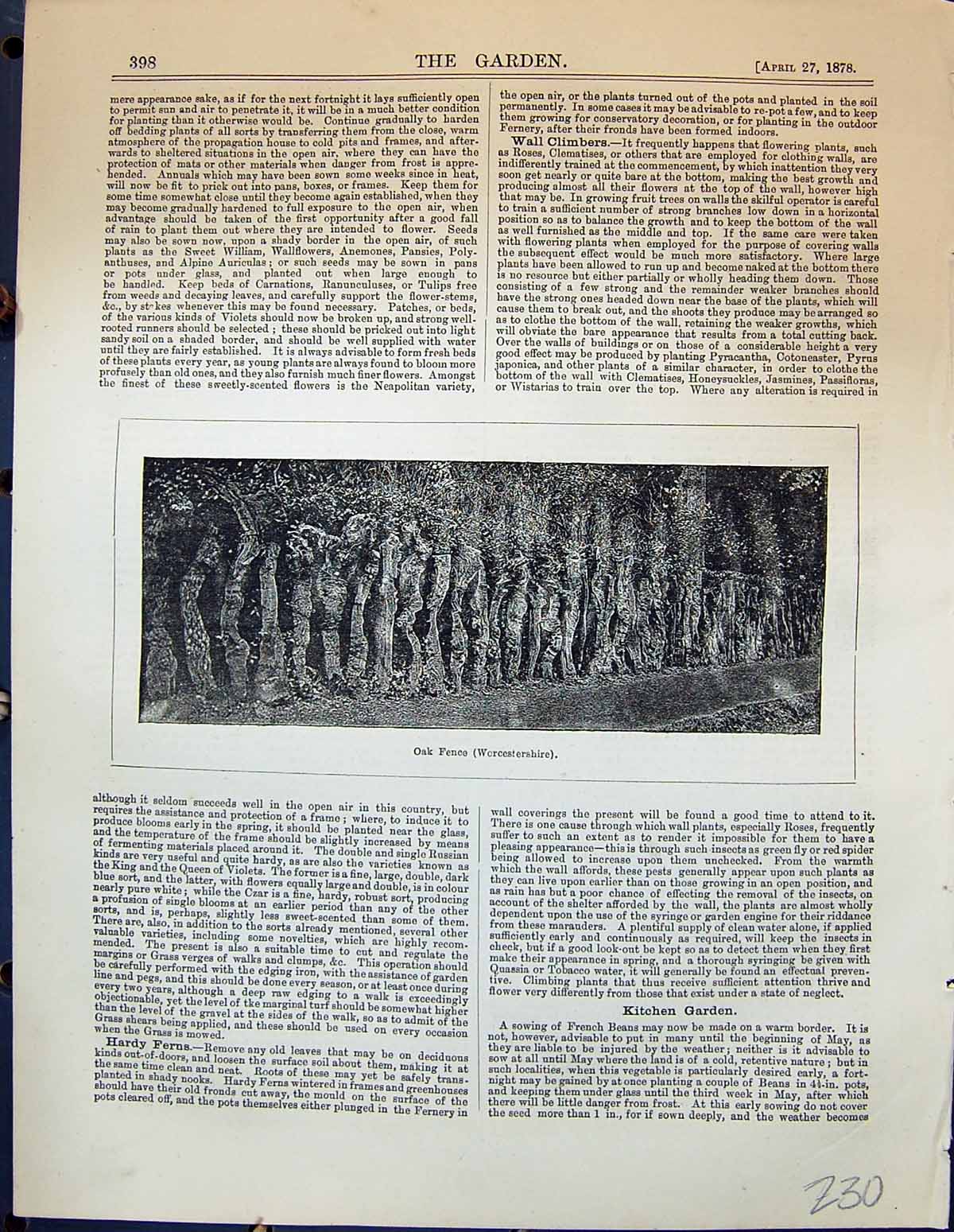 Original Old Antique Print Oak Fence Worcestershire Plants Garden 1878 19th