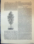 Original Old Antique Print Juglans Longirostris Tree Garden 1878 19th
