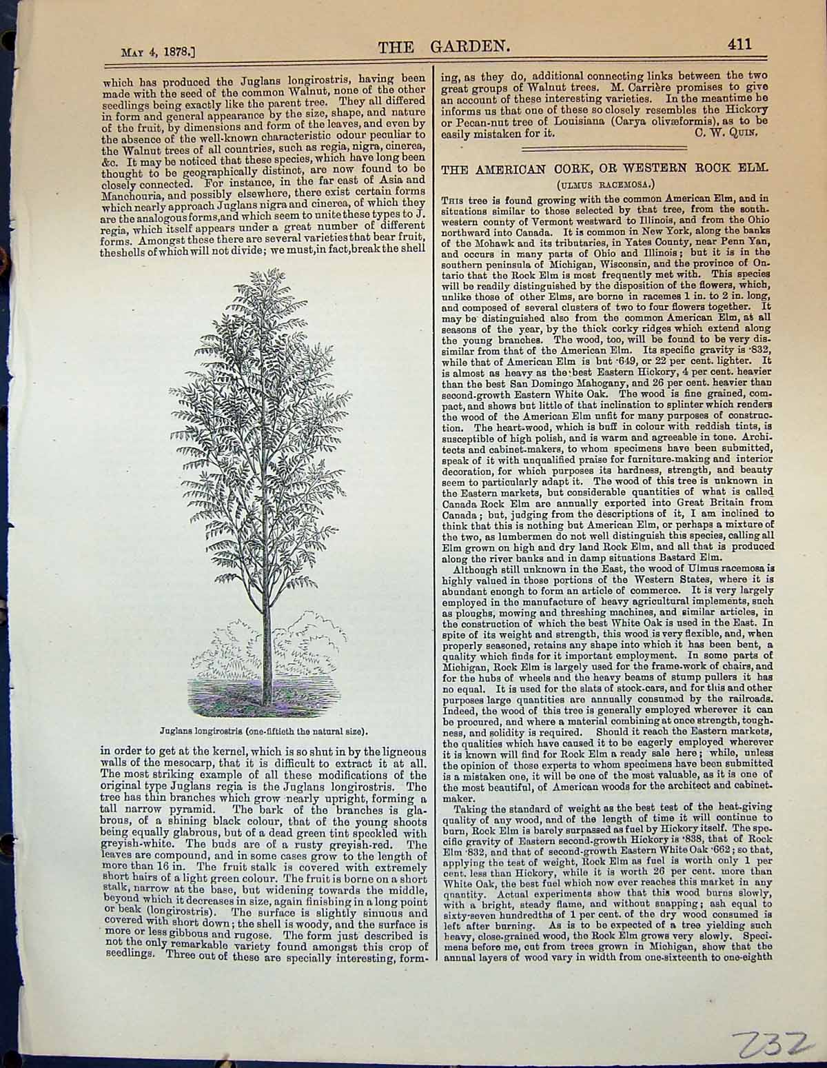 Original Old Antique Print Juglans Longirostris Tree Garden 1878 19th