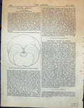 Antique Print Pansies Flowers Tracing Horticultural Periodical Garden 1878 19th