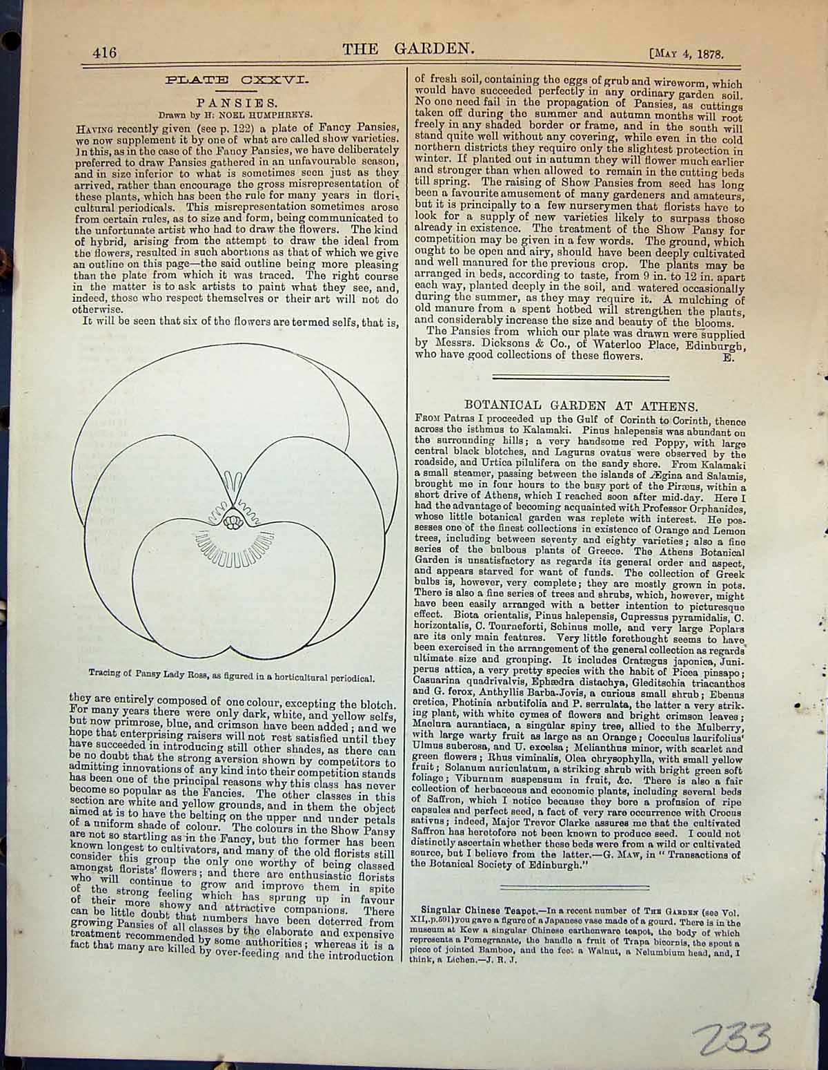 Antique Print Pansies Flowers Tracing Horticultural Periodical Garden 1878 19th