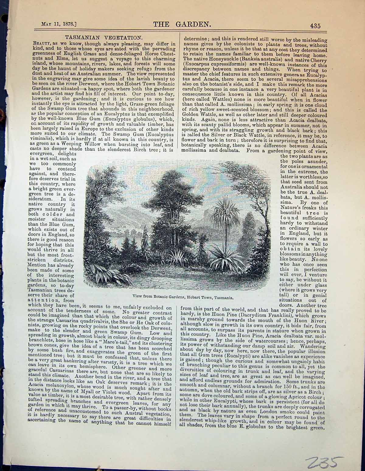 Original Old Antique Print View Botanic Garden Hobart Town Tasmania 1878 19th