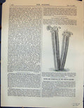 Original Old Antique Print Pilocereus Houlletti Plant Garden 1878 Victorian