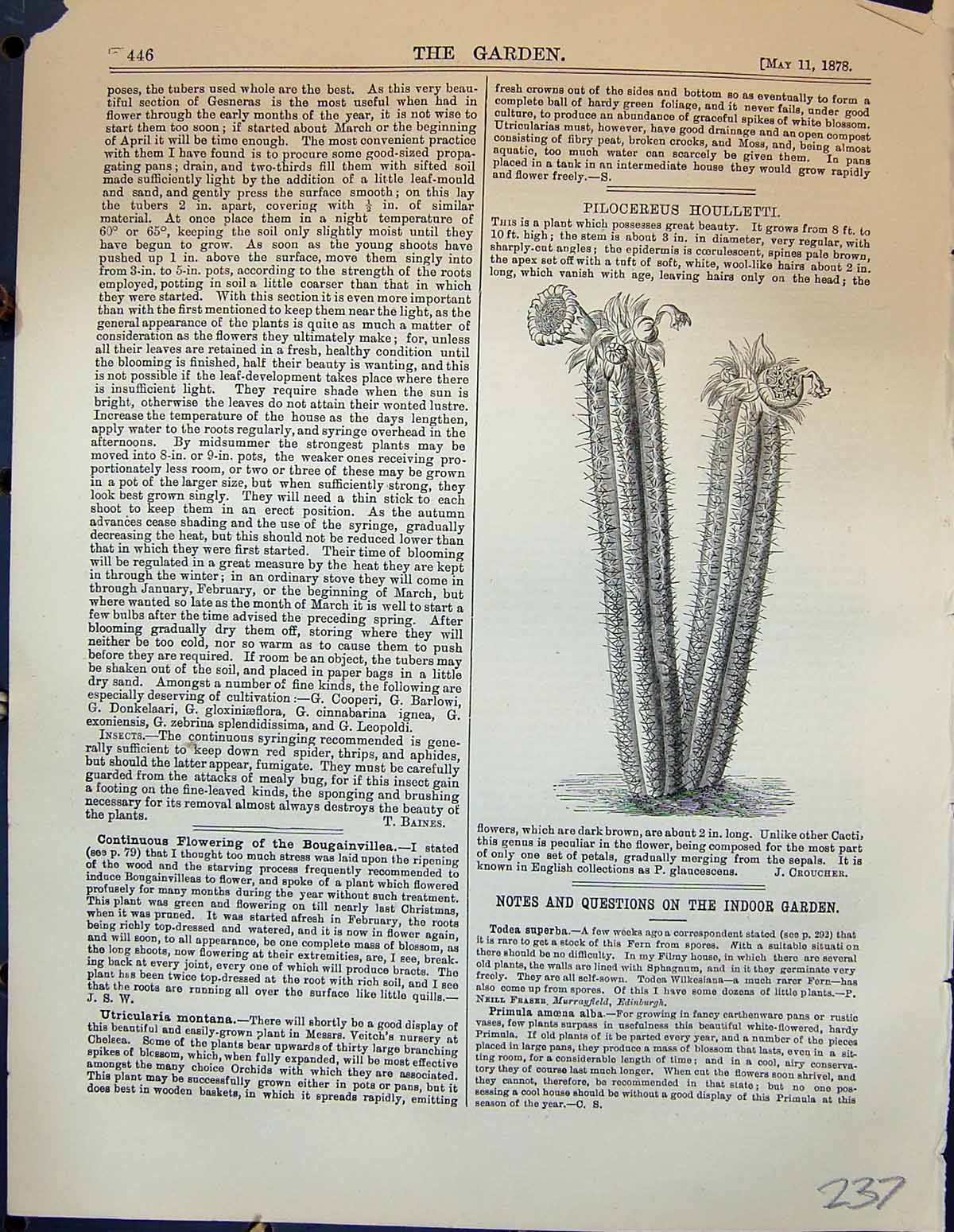 Original Old Antique Print Pilocereus Houlletti Plant Garden 1878 Victorian