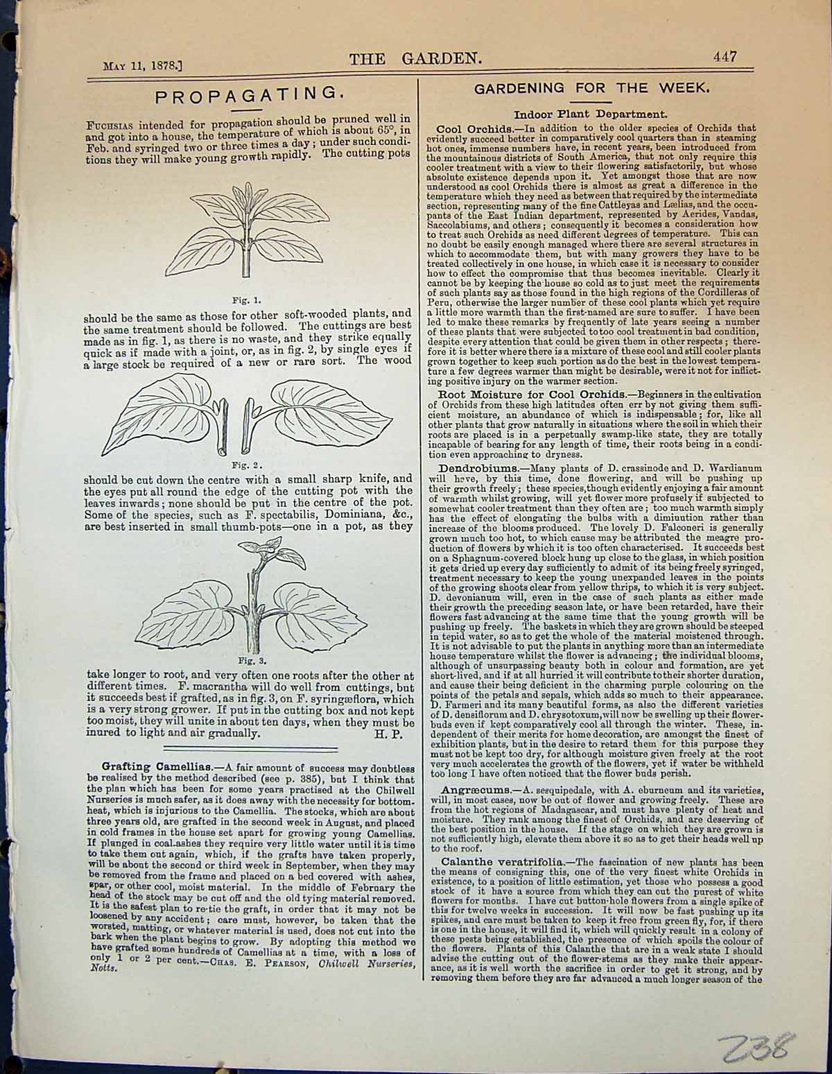 Original Old Antique Print Propagating Fuchsias Plants Leaves Garden 1878 19th