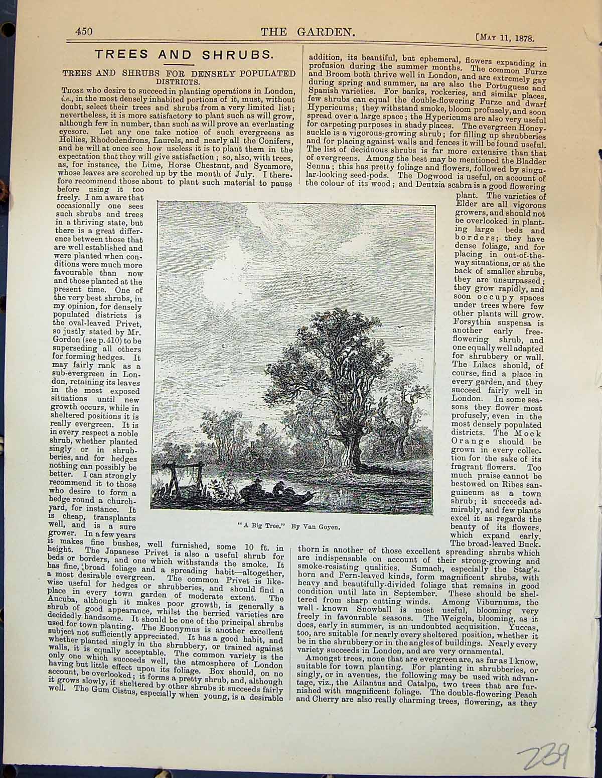 Original Old Antique Print Big Tree Van Goyen Garden 1878 19th