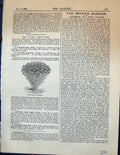 Original Old Antique Print Dwarf Hybrid Candytuft Plants Garden 1878 Victorian