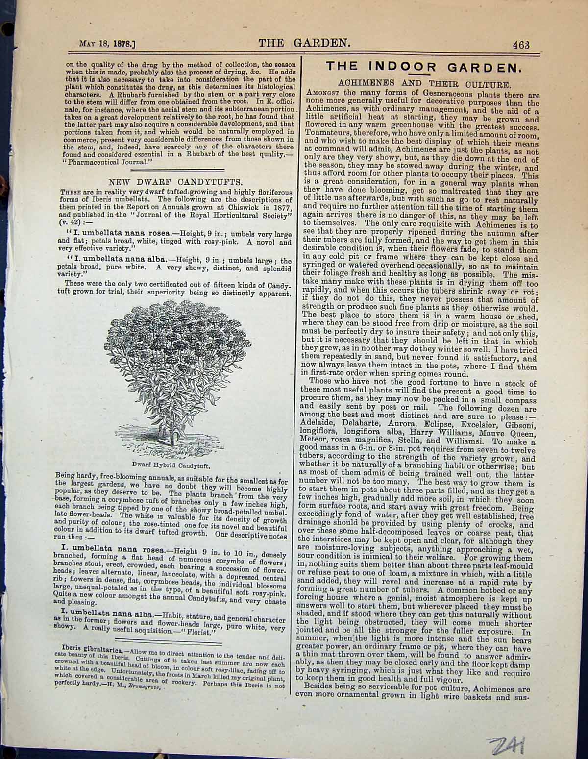 Original Old Antique Print Dwarf Hybrid Candytuft Plants Garden 1878 Victorian