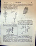 Old Plants Leaves Digitate Mimosa Pudica Acacia Grandiflora Trifolium