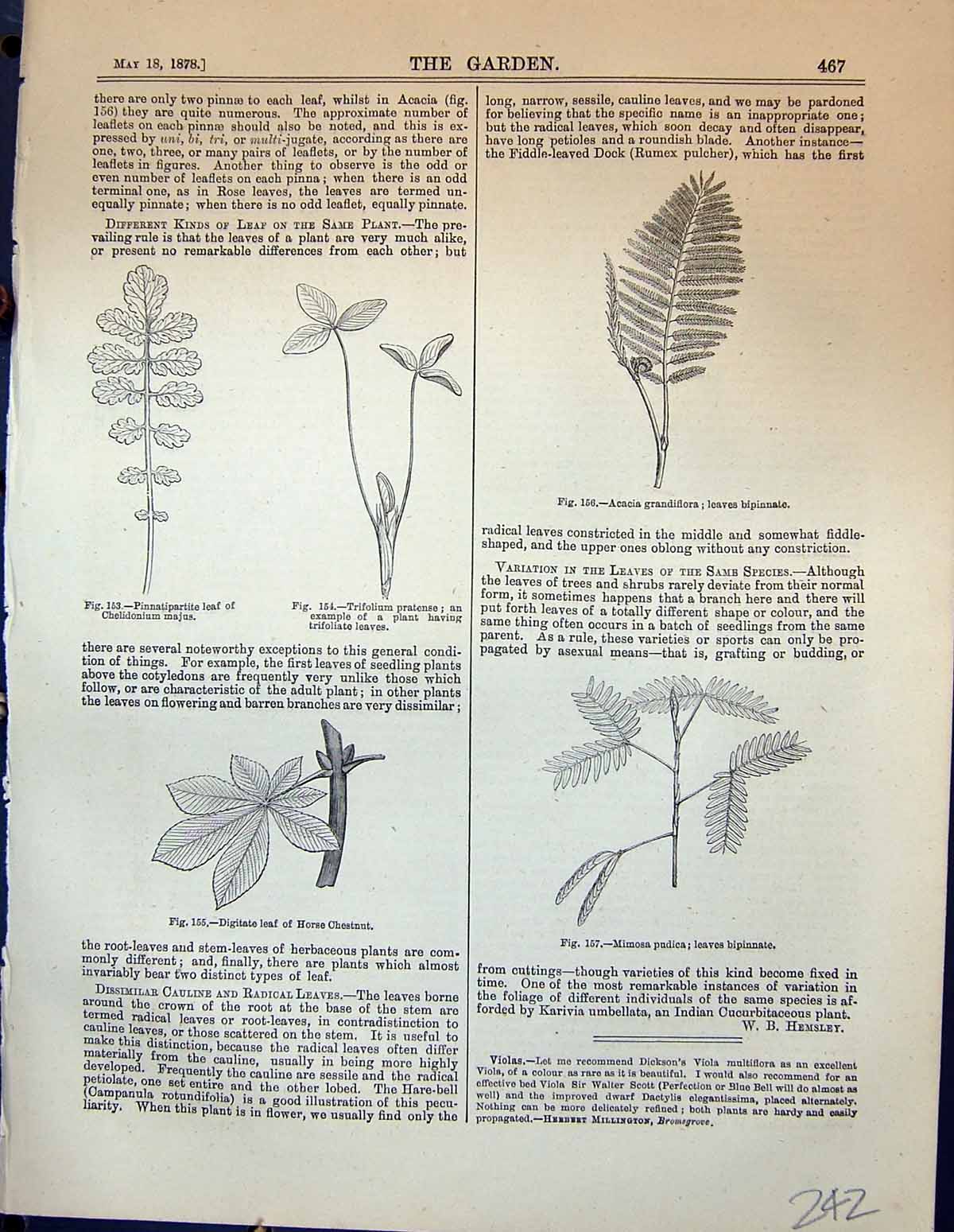 Old Plants Leaves Digitate Mimosa Pudica Acacia Grandiflora Trifolium