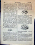 Old Garden 1878 Laitue Dauphine Lettuce Tom Thumb White-Seeded Gotte Victorian