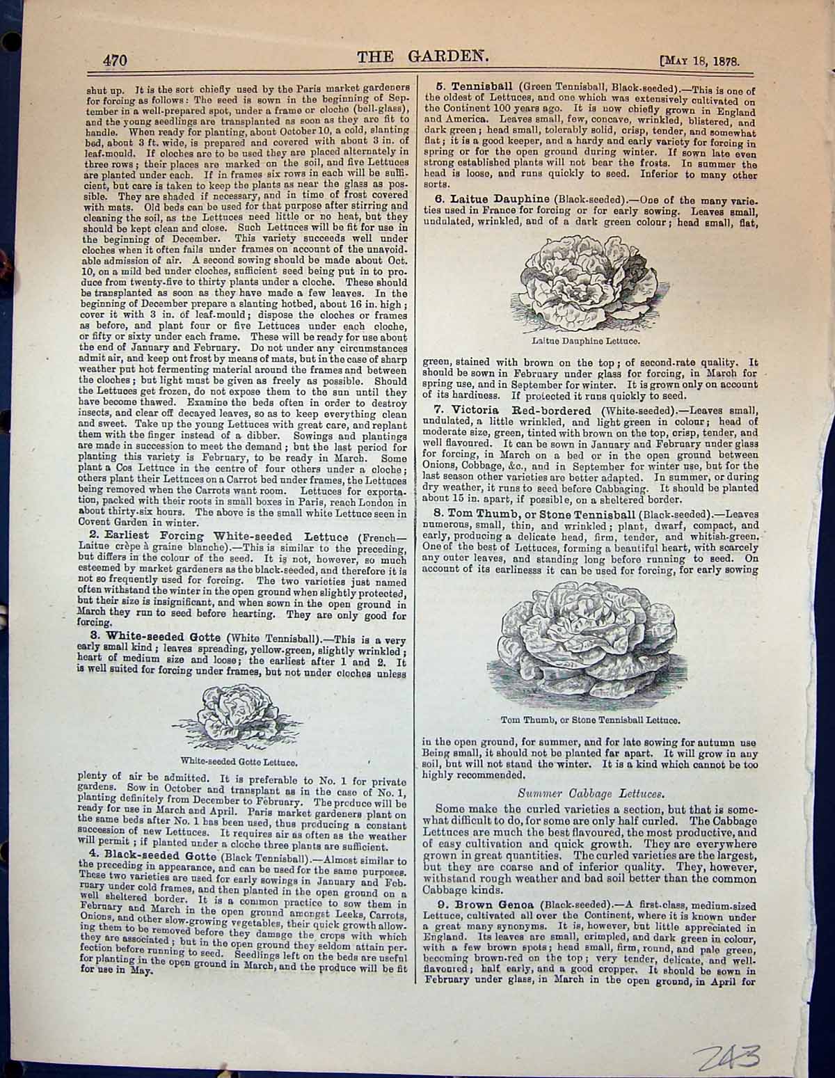 Old Garden 1878 Laitue Dauphine Lettuce Tom Thumb White-Seeded Gotte Victorian