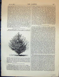 Original Old Antique Print Garden 1878 Beurre Dumont Pear Fruit Tree Victorian
