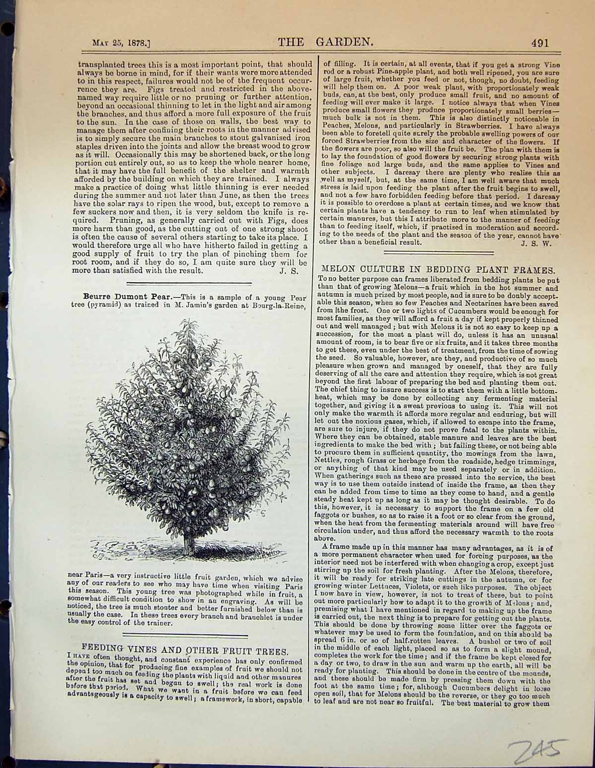 Original Old Antique Print Garden 1878 Beurre Dumont Pear Fruit Tree Victorian
