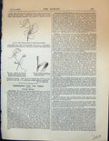 Old Stem Clasping Stipules Ornithopus Scorpioides Lathyrus Garden 187 Victorian