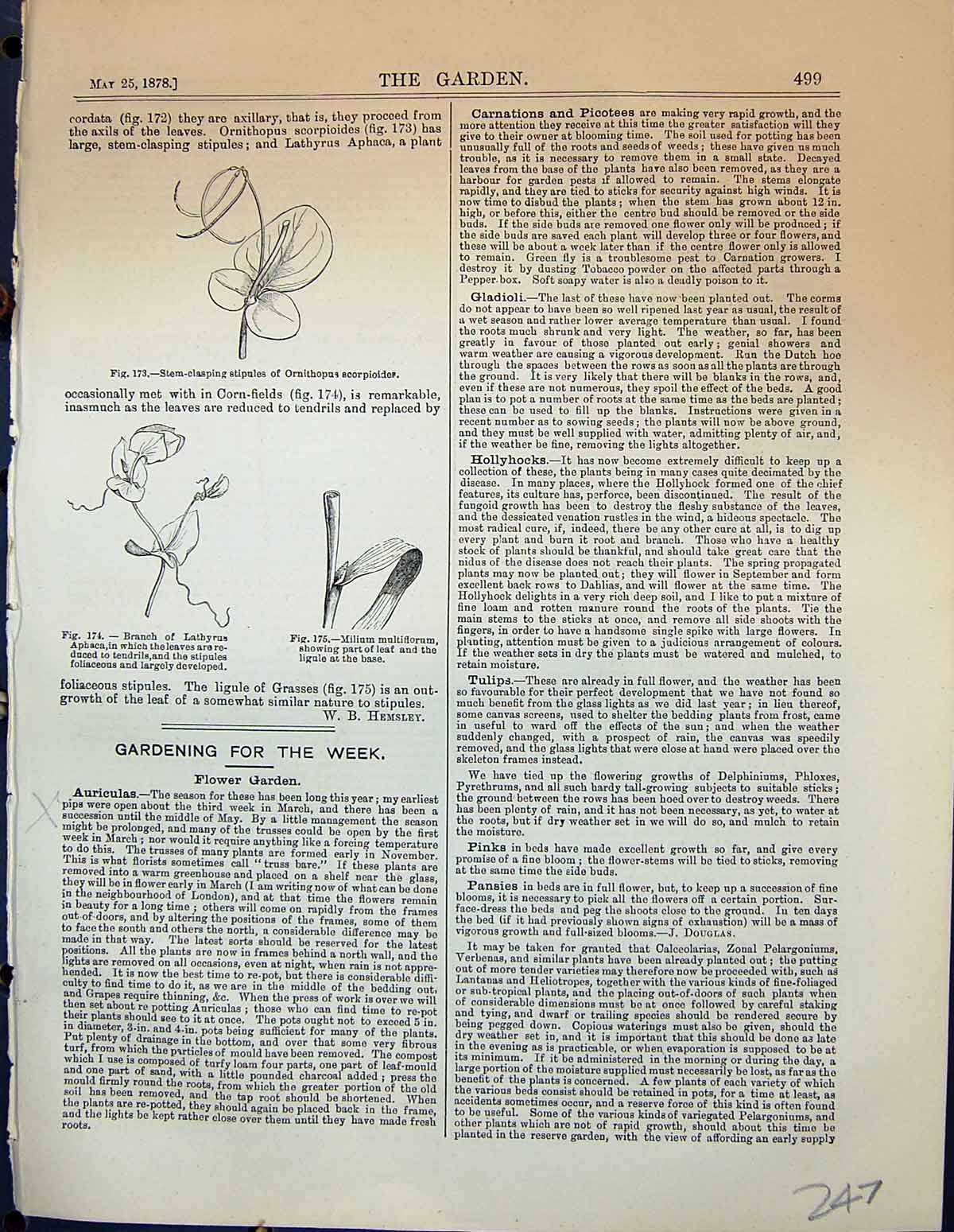 Old Stem Clasping Stipules Ornithopus Scorpioides Lathyrus Garden 187 Victorian