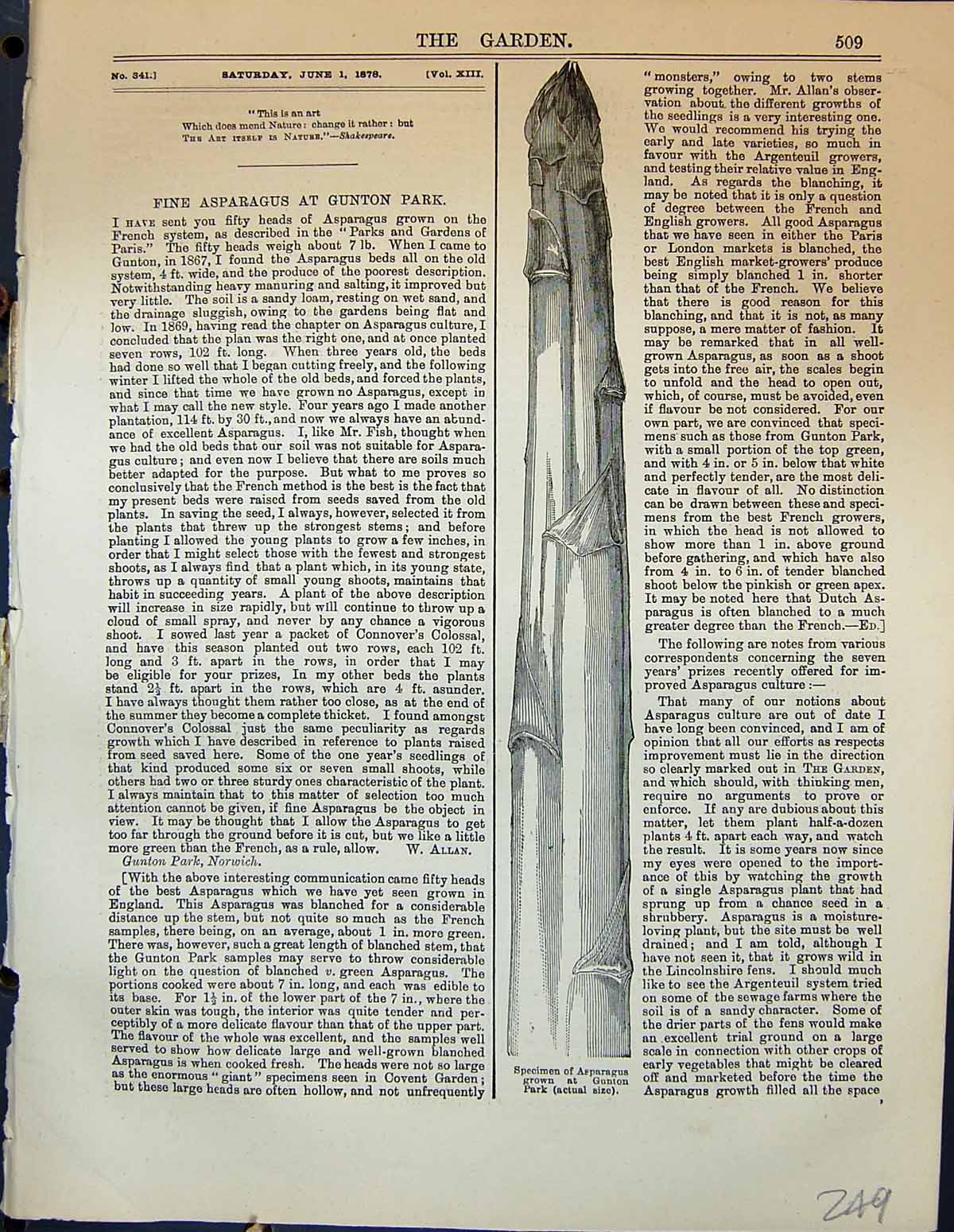Original Old Antique Print Specimen Asparagus Gunton Park Plant Garden 1878