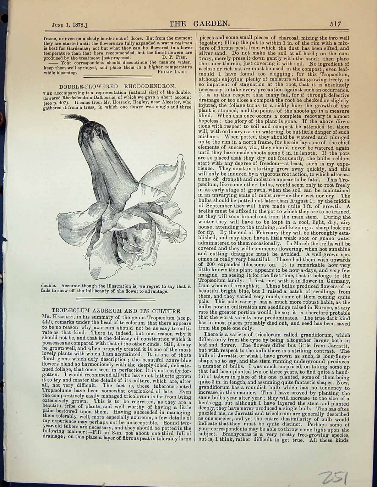 Old Antique Print Double Flowered Rhododendron Flowers Plants Garden 1878 19th