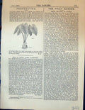 Original Old Antique Print Propagating Caladiums Plants Garden 1878 Victorian