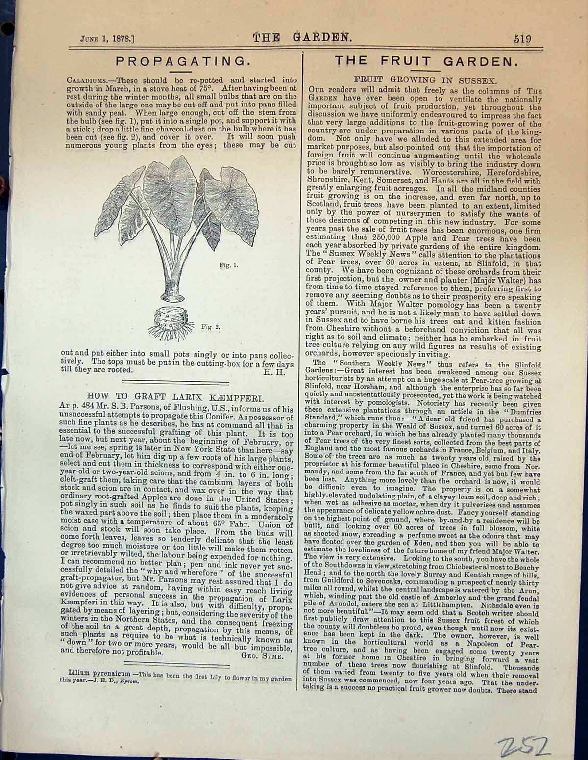 Original Old Antique Print Propagating Caladiums Plants Garden 1878 Victorian