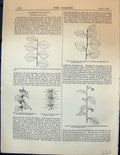 Old Leaves Elm Tree Hippuris Vulgaris Branch Prunus Padus Glauca Gard