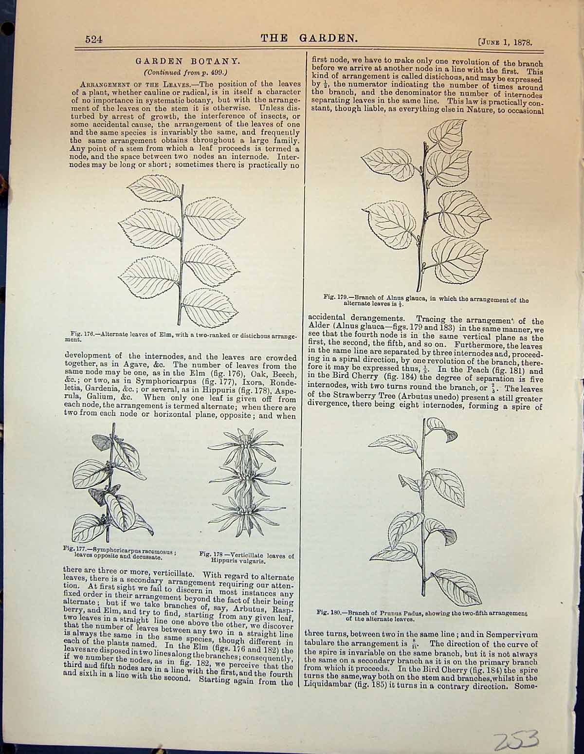 Old Leaves Elm Tree Hippuris Vulgaris Branch Prunus Padus Glauca Gard