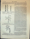 Antique Old Print Leaves Prunus Padus Branches Styraciflua Plants Garden 1878