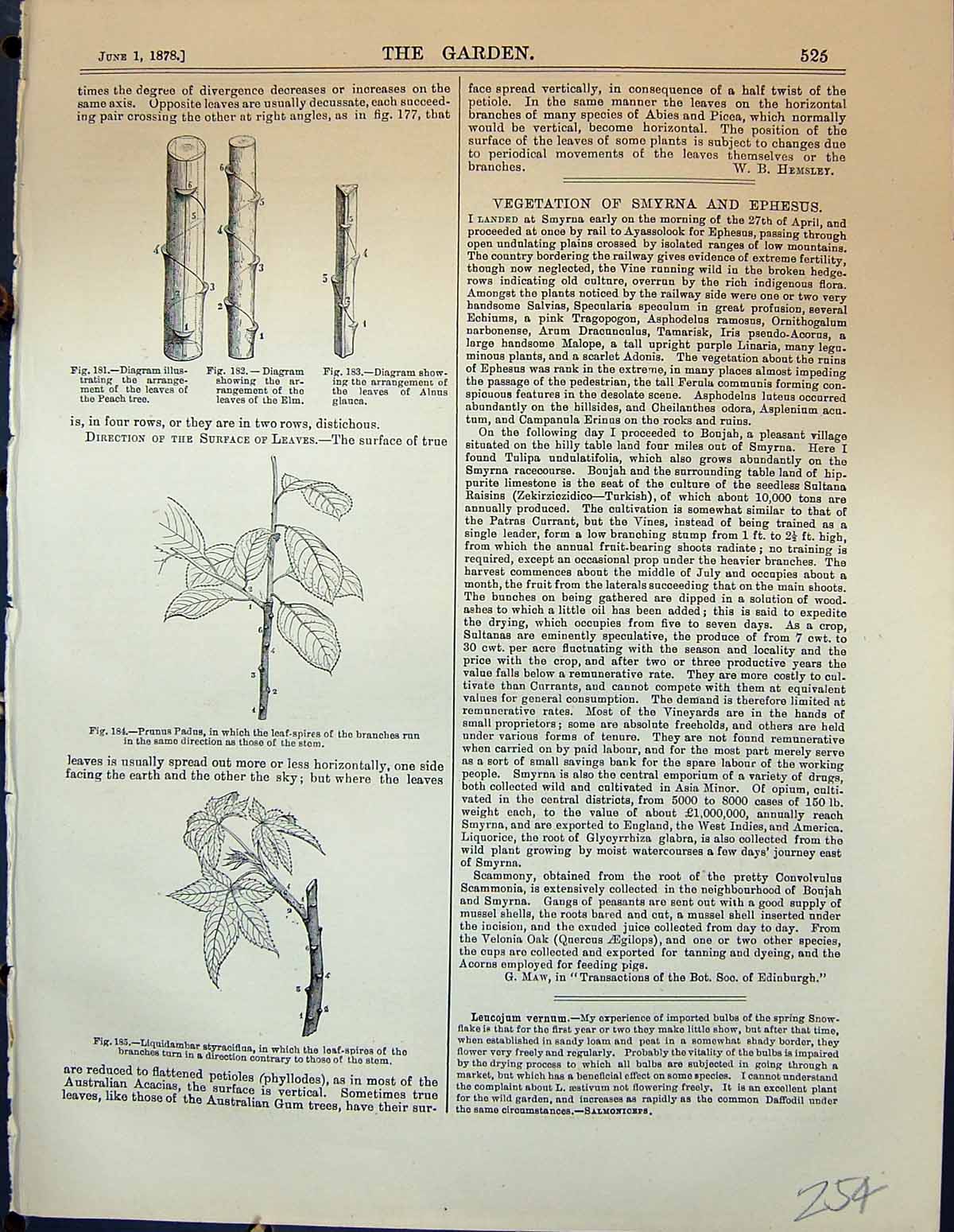 Antique Old Print Leaves Prunus Padus Branches Styraciflua Plants Garden 1878