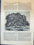 Original Old Antique Print Sycomore Fig Trees Ficus Sycomorus Garden 1878 19th