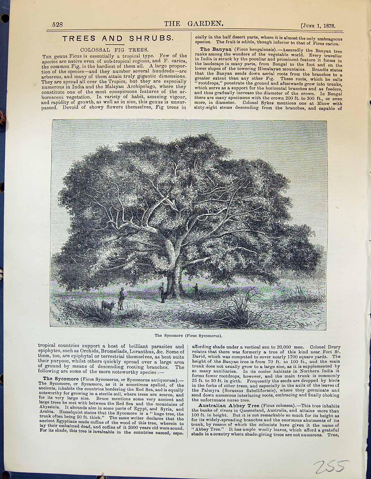 Original Old Antique Print Sycomore Fig Trees Ficus Sycomorus Garden 1878 19th