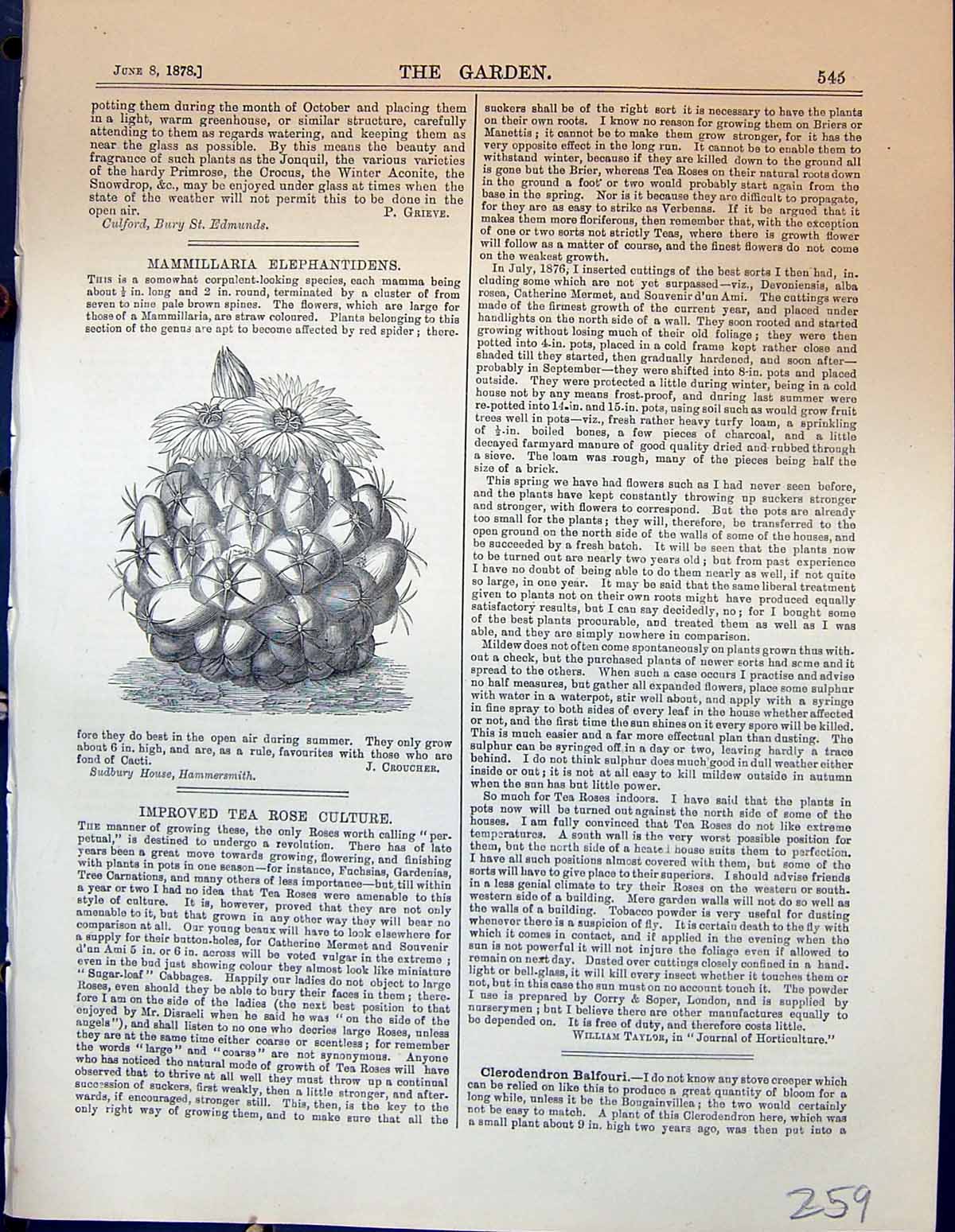 Original Old Antique Print Mammillaria Elephantidens Plants Flowers Garden 1878