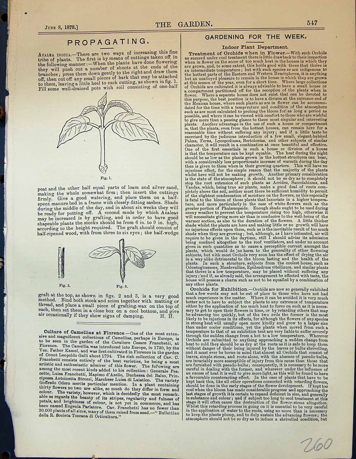 Original Old Antique Print Propagating Azalea Indica Plants Leaves Garden 1878