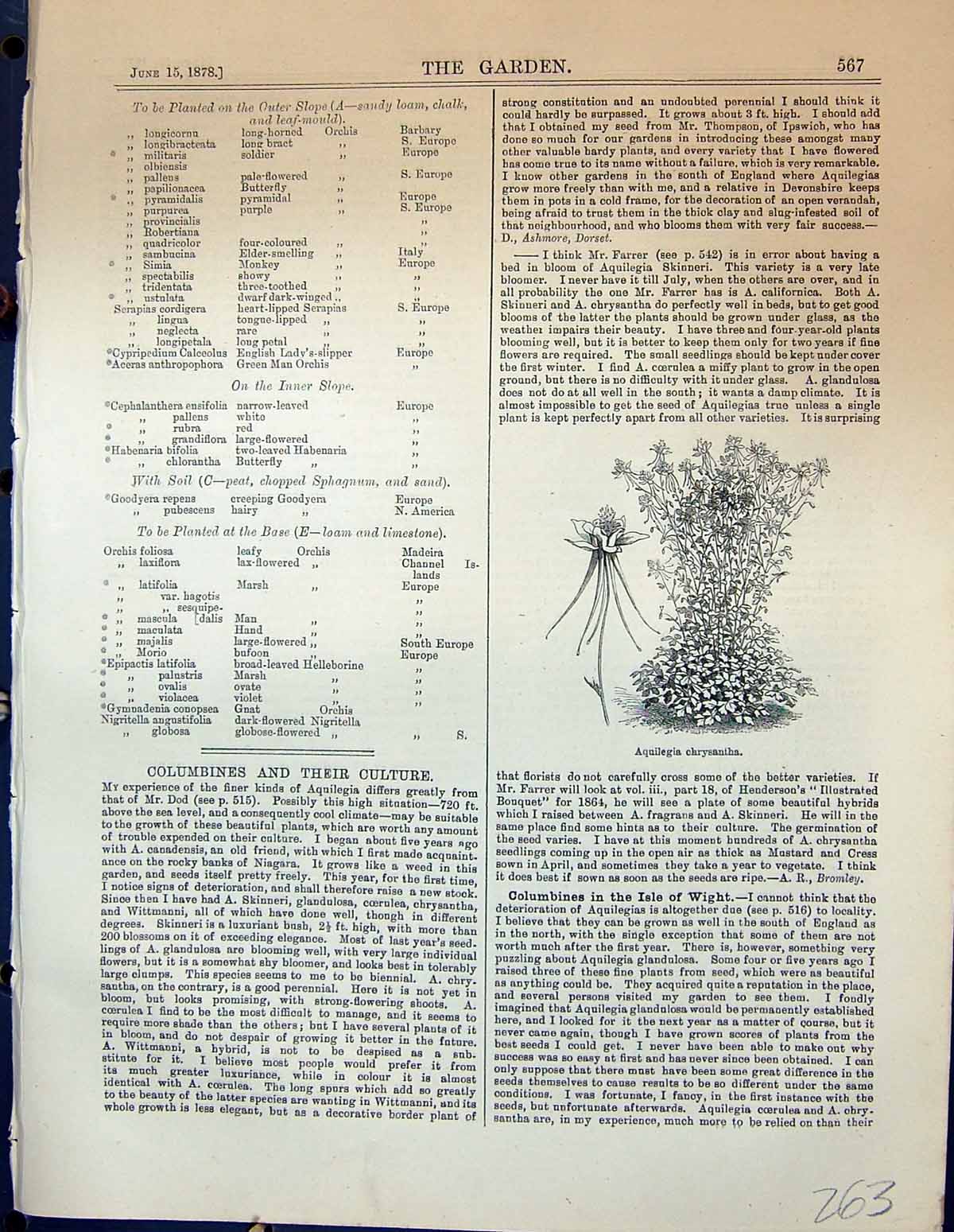 Original Old Antique Print Flowers Plants Aquilegia Chrysantha Garden 1878 19th