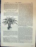 Original Old Antique Print Massangea Hieroglyphica Plants Garden 1878 Victorian