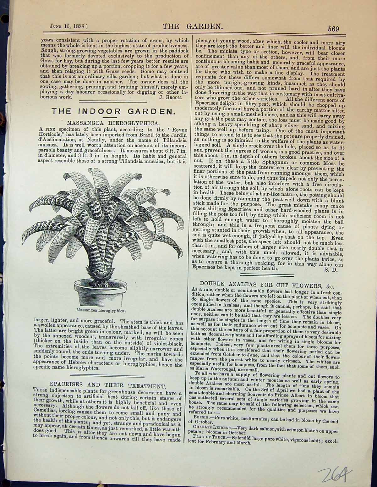 Original Old Antique Print Massangea Hieroglyphica Plants Garden 1878 Victorian