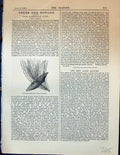 Antique Old Print Cone Young Shoot Pinus Laricio Corsican Pine Garden 1878 19th