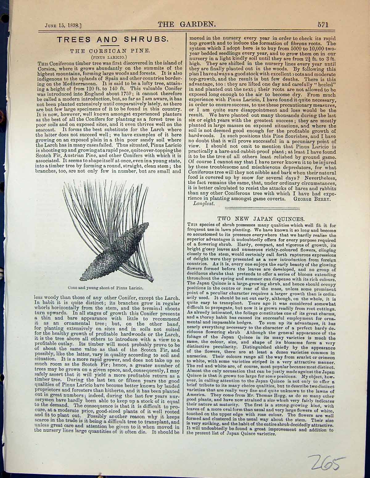 Antique Old Print Cone Young Shoot Pinus Laricio Corsican Pine Garden 1878 19th