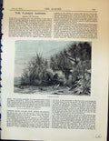 Original Old Antique Print Flower Garden 1878 Group Yuccas Pants 19th