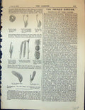 Original Old Antique Print Flower Catkin Willow Hazel Spadix Plants Garden 1878