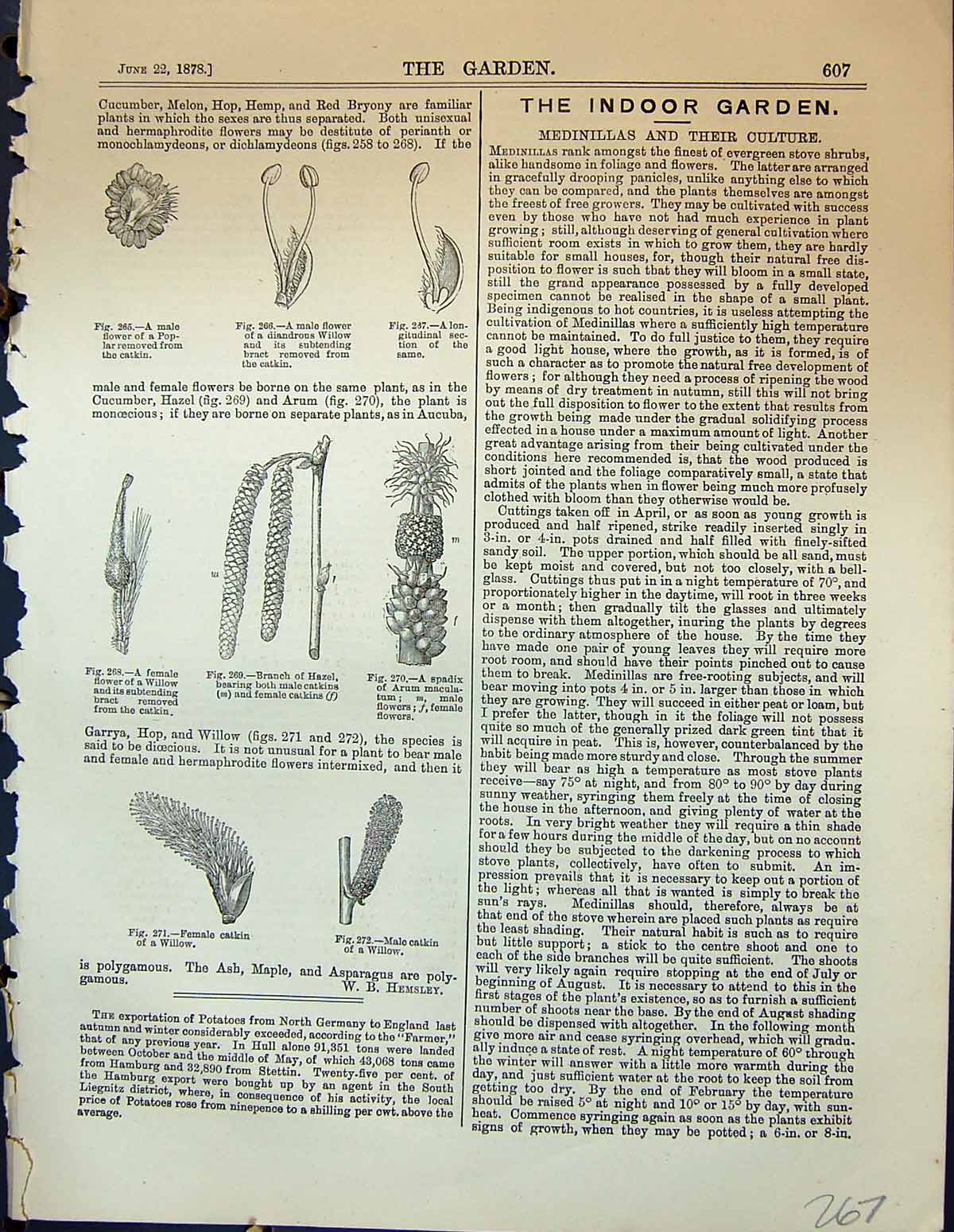 Original Old Antique Print Flower Catkin Willow Hazel Spadix Plants Garden 1878