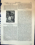 Original Old Antique Print Olive Grove Trees Garden 1878 19th Century