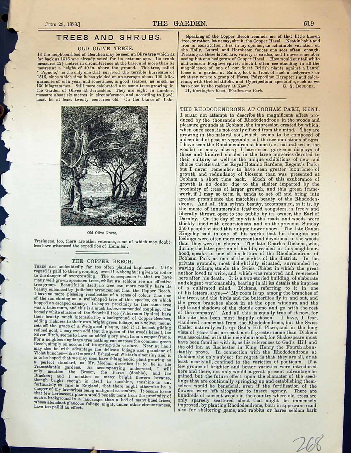 Original Old Antique Print Olive Grove Trees Garden 1878 19th Century