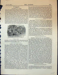Original Old Antique Print Border Roses Flowers Garden 1878 19th