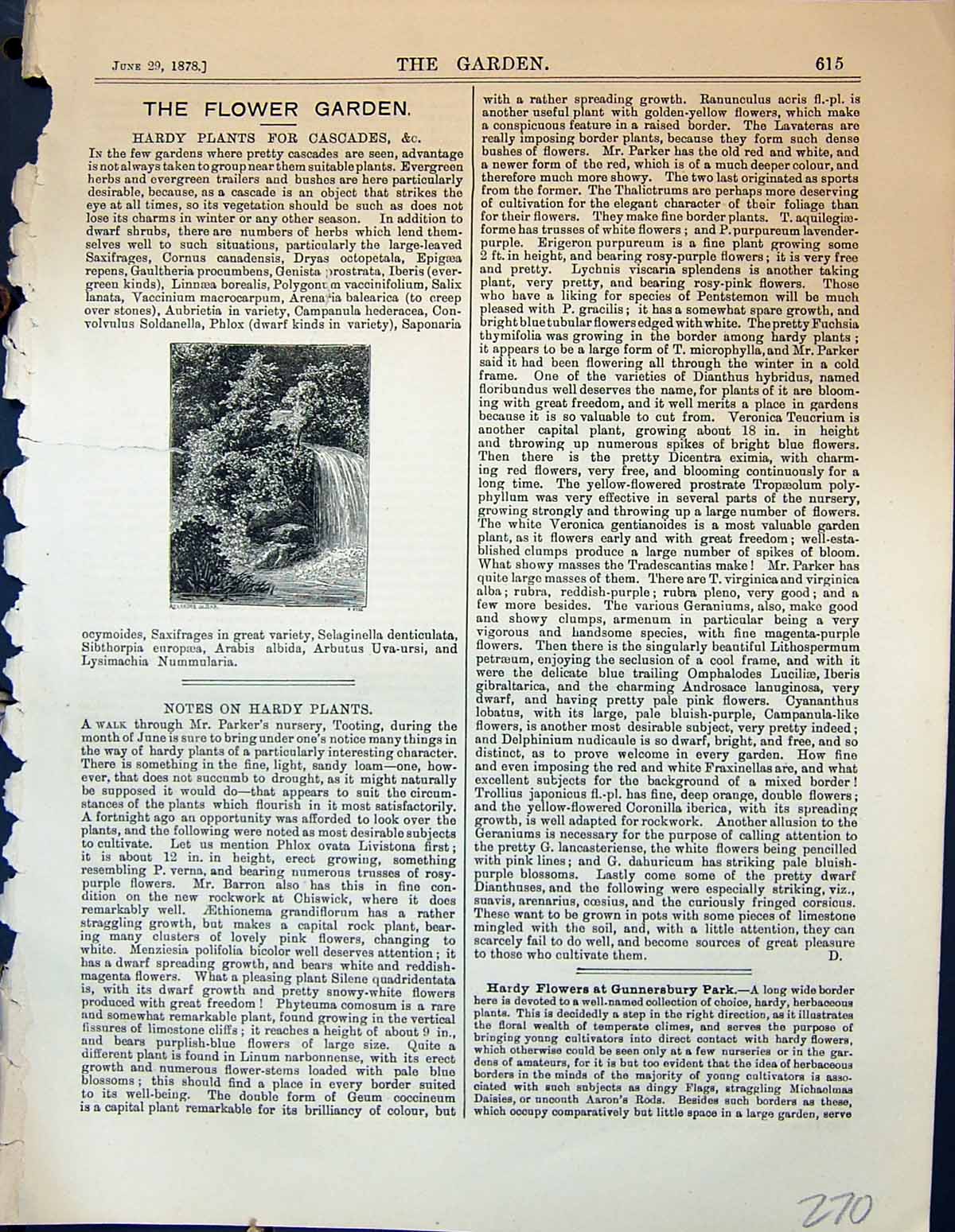 Original Old Antique Print Hardy Plants Cascades Waterfalls Garden 1878 19th