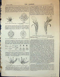 Old Garden 1878 Flower Crassula Lactea Strawberry Flower Canna Plants Victorian