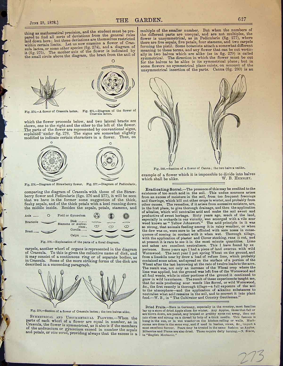 Old Garden 1878 Flower Crassula Lactea Strawberry Flower Canna Plants Victorian